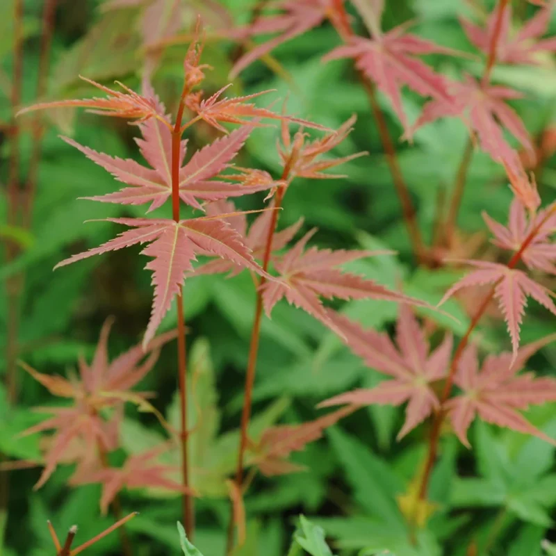 Japanischer Ahorn (Acer palmatum 'Phoenix')