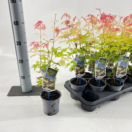 Japanischer Ahorn (Acer palmatum 'Orange Dream')