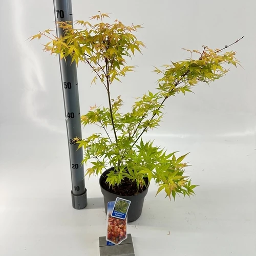 Japanischer Ahorn (Acer palmatum 'Katsura')