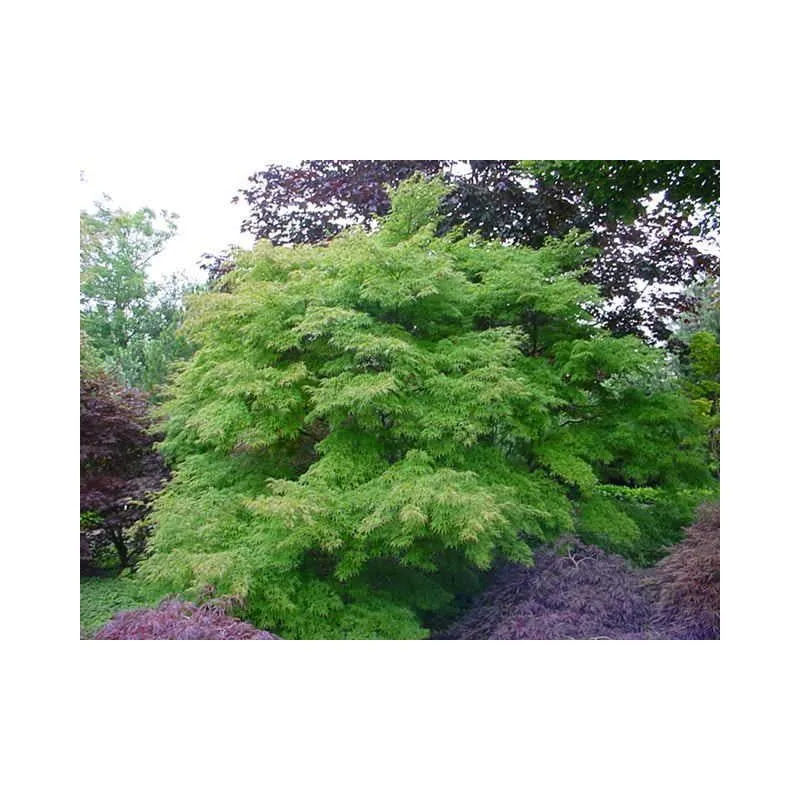 Japanischer Ahorn (Acer palmatum 'Seiryu')