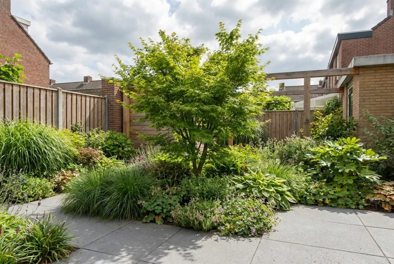 Japanischer Ahorn (Acer palmatum 'Seiryu')