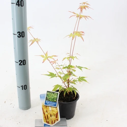Japanischer Ahorn (Acer palmatum 'Sangokaku')