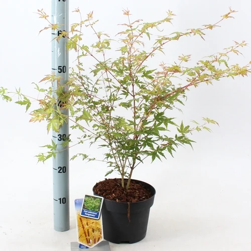 Japanischer Ahorn (Acer palmatum 'Sangokaku')