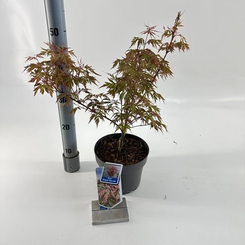 Japanischer Ahorn (Acer palmatum Royal Garnet)