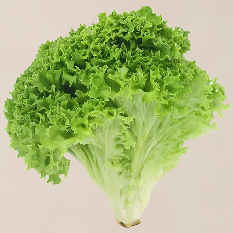 Butterhead Summer Crisp Lettuce Seeds – Heat-Tolerant, Sweet & Crunchy Greens