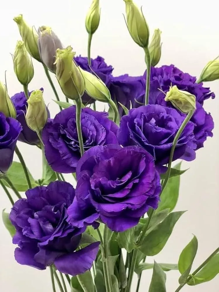 Lisianthus Rosita 2 Purple Seeds – Rich Purple Blooms for Elegant Gardens & Bouquets