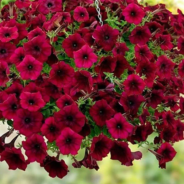 Crimson Red Petunia Seeds – Bold, Striking Blooms for Gardens & Containers