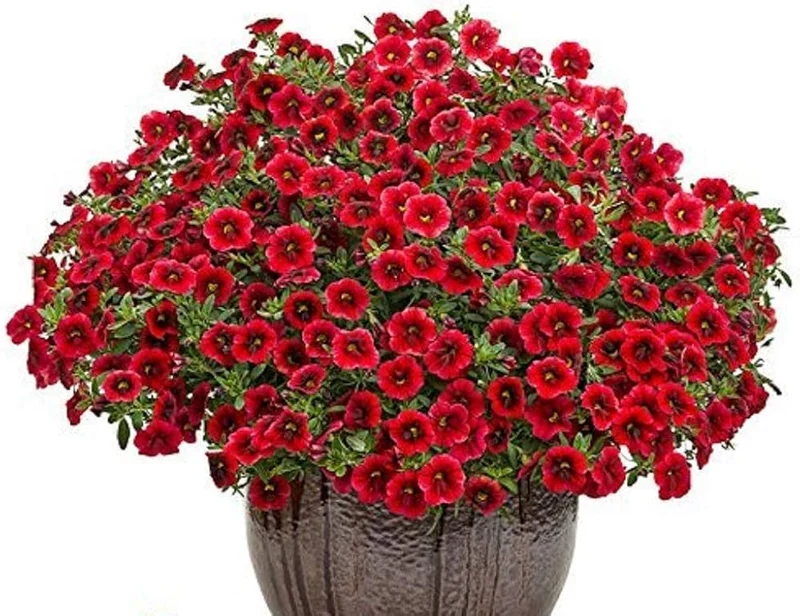 Crimson Red Petunia Seeds – Bold, Striking Blooms for Gardens & Containers