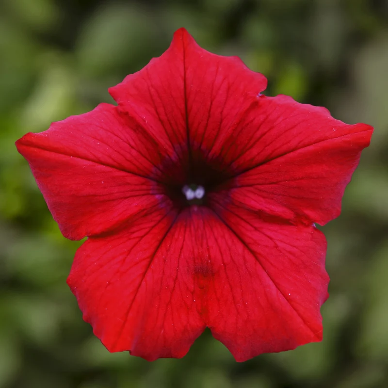 Deep Red Petunia Seeds – Rich, Velvety Blooms for Gardens & Hanging Baskets
