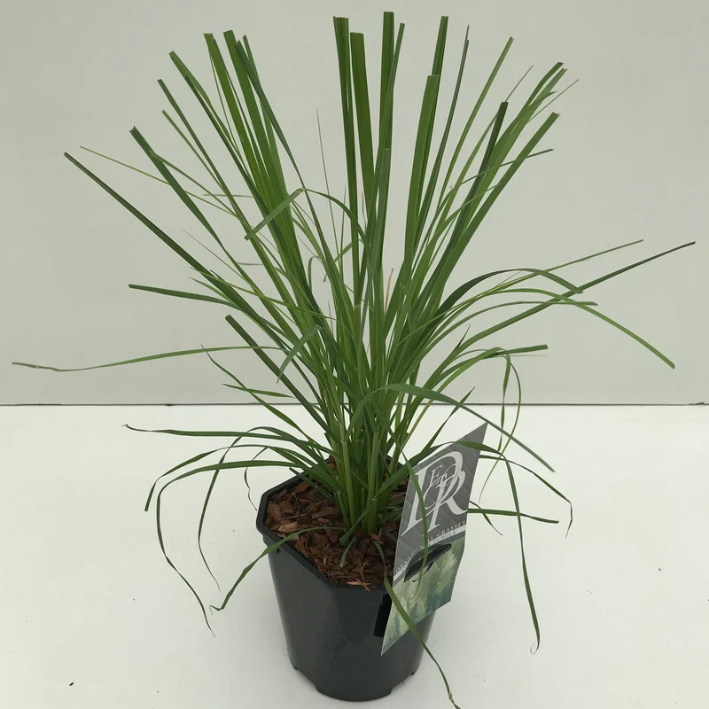 Pampasgras (Cortaderia 'Pumila')
