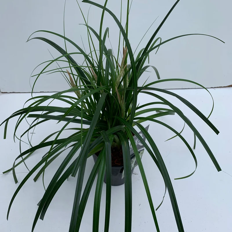 Zegge (Carex 'Ribbon Falls')