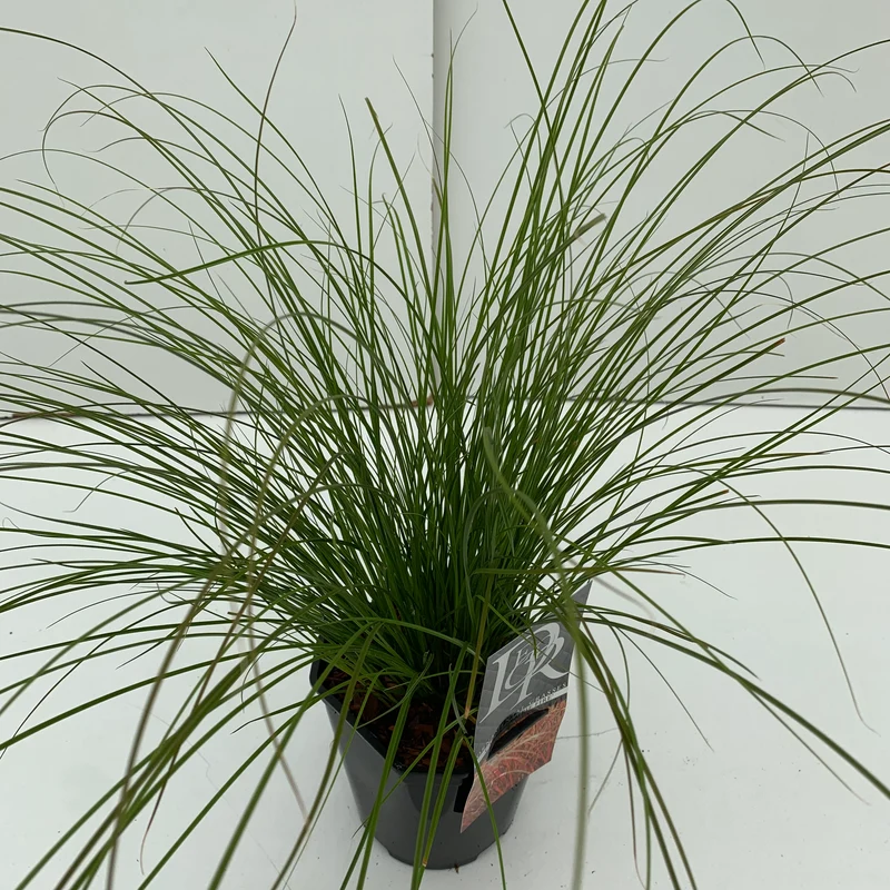 Zegge (Carex 'Prairie Fire')