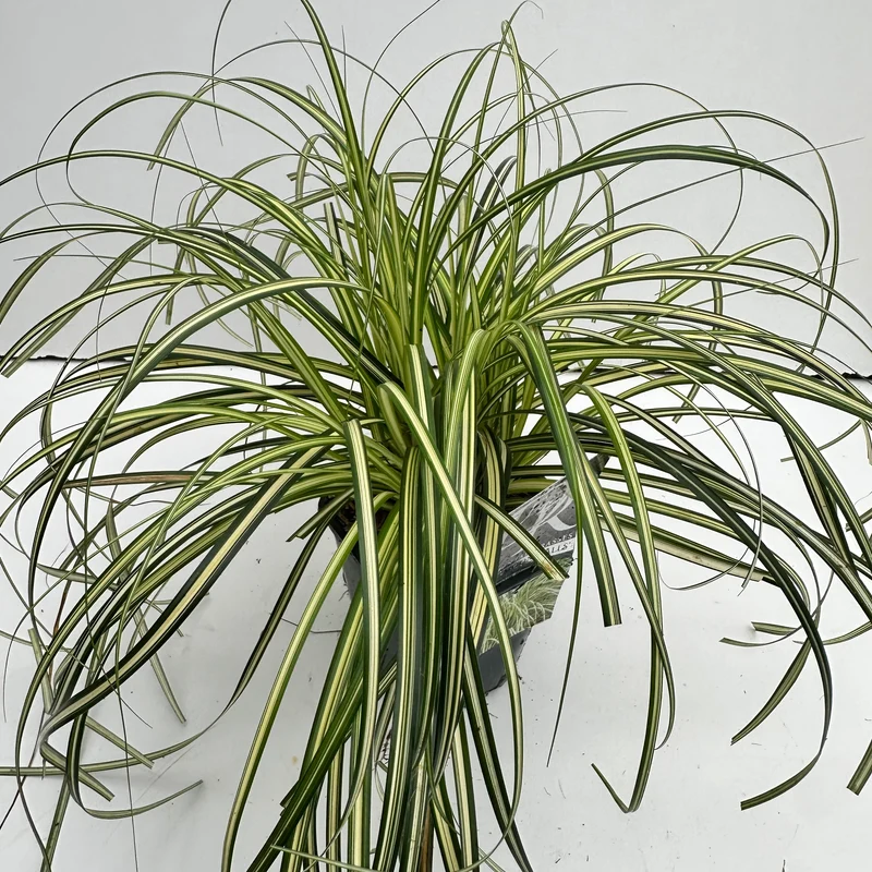 Zegge (Carex 'Moon Falls')