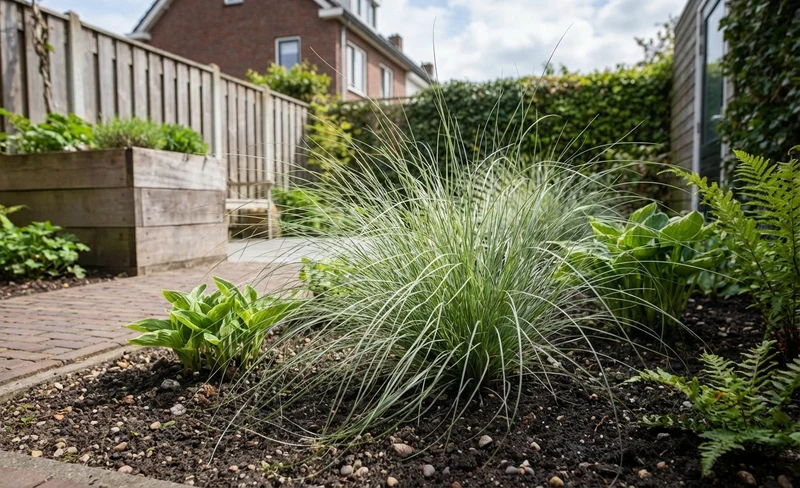 Zegge (Carex 'Frosted Curls')