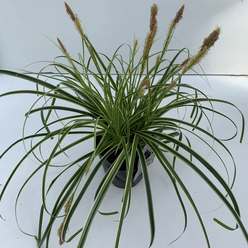 Zegge (Carex 'Feather Falls')