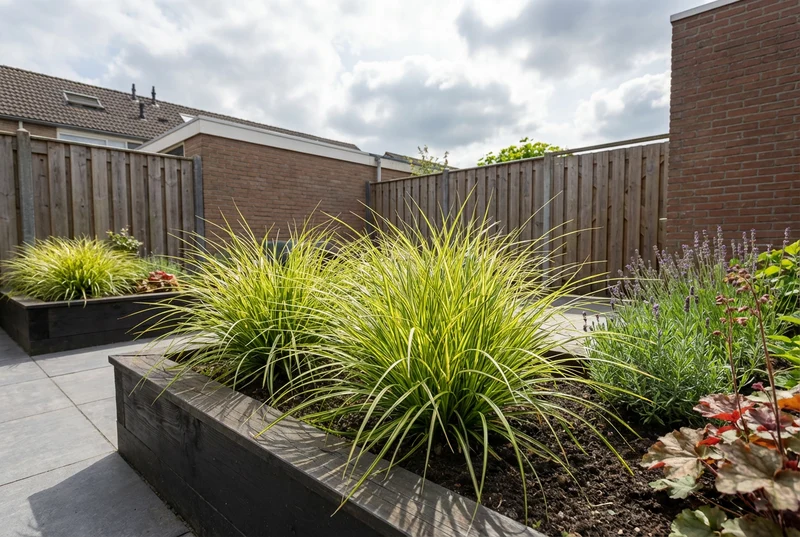 Zegge (Carex 'Eversheen')