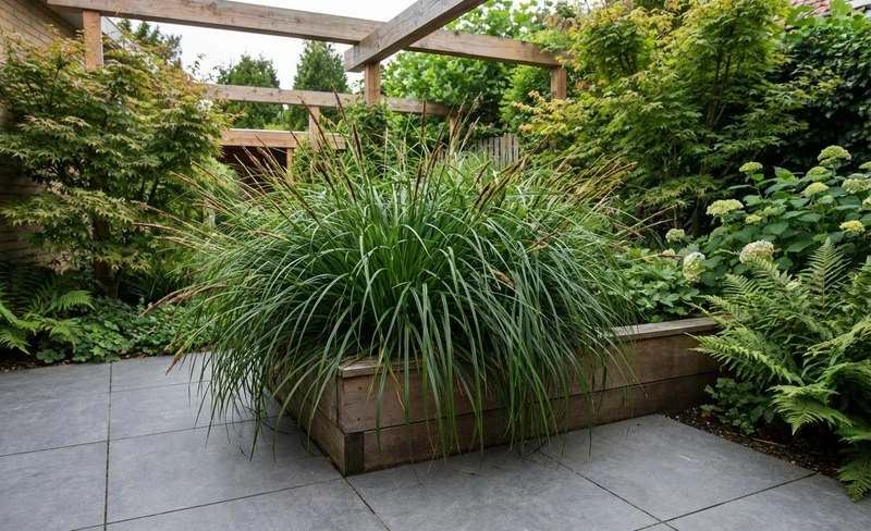 Zegge (Carex 'Everlime')
