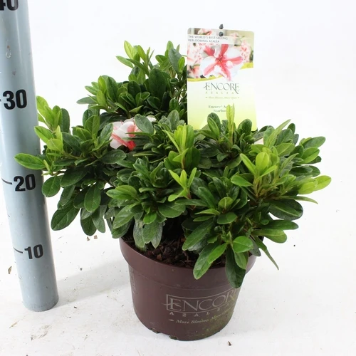 Rhododendron (Rhododendron ENCORE® Autumn Starburst)