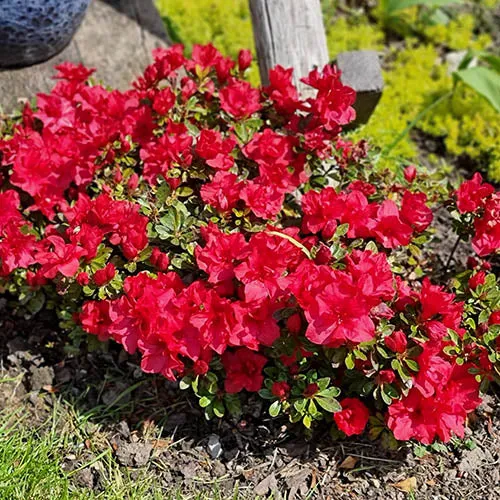 Rhododendron (Rhododendron ENCORE® Autumn Fire)