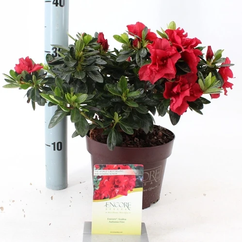 Rhododendron (Rhododendron ENCORE® Autumn Fire)