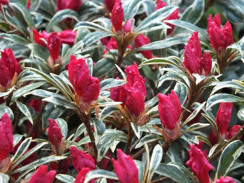 Rhododendron (Rhododendron (AJ) 'Silver Sword' )
