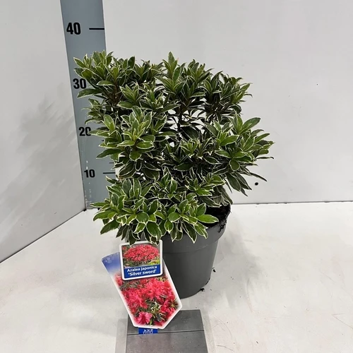 Rhododendron (Rhododendron (AJ) 'Silver Sword' )