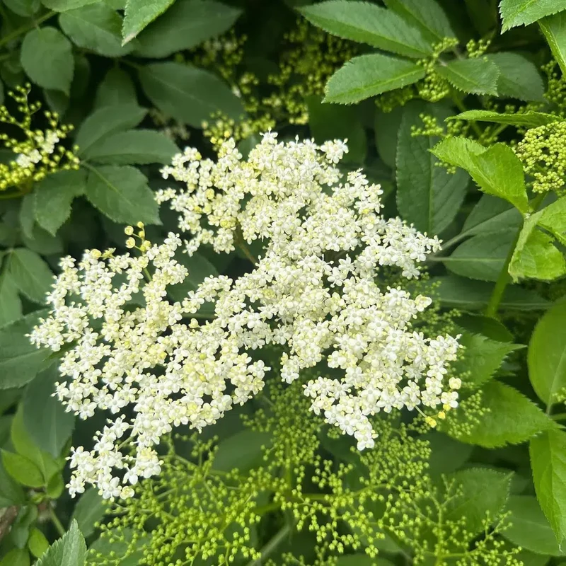 Schwarzer Holunder (Sambucus nigra Golden Spark)