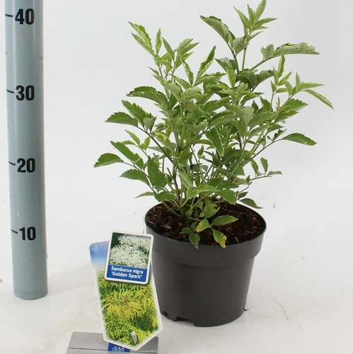 Schwarzer Holunder (Sambucus nigra Golden Spark)