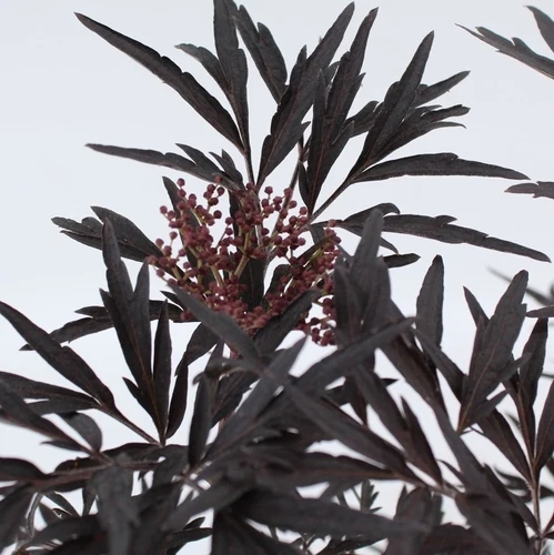 Schwarzer Holunder (Sambucus nigra Black Lace)