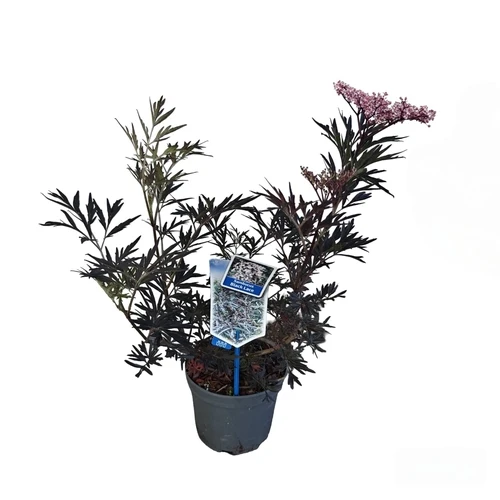 Schwarzer Holunder (Sambucus nigra Black Lace)