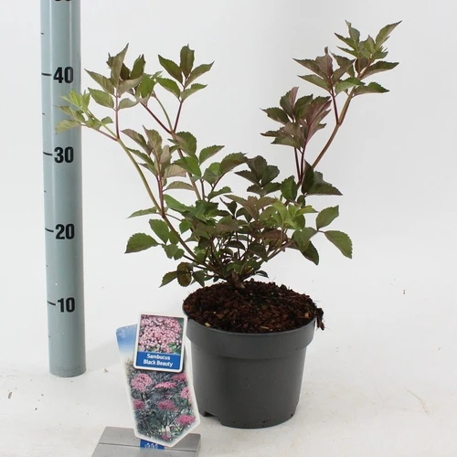 Schwarzer Holunder (Sambucus nigra Black Beauty)