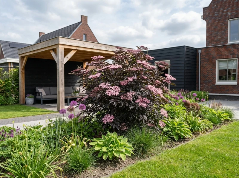 Schwarzer Holunder (Sambucus nigra Black Beauty)