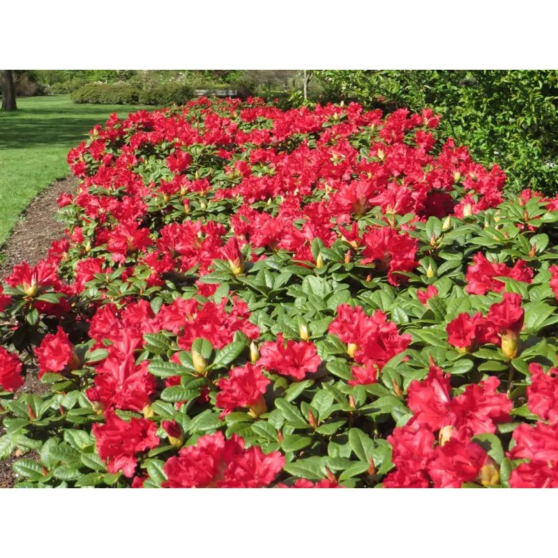 Rhododendron (Rhododendron forrestii 'Scarlet Wonder')