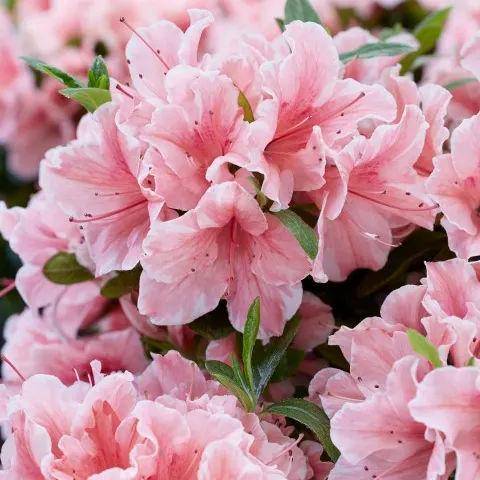 Rhododendron (Rhododendron ENCORE® Sunburst)