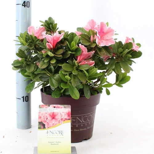 Rhododendron (Rhododendron ENCORE® Sunburst)