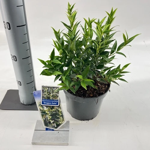 Fleischbeere (Sarcococca ruscifolia 'Dragon Gate')