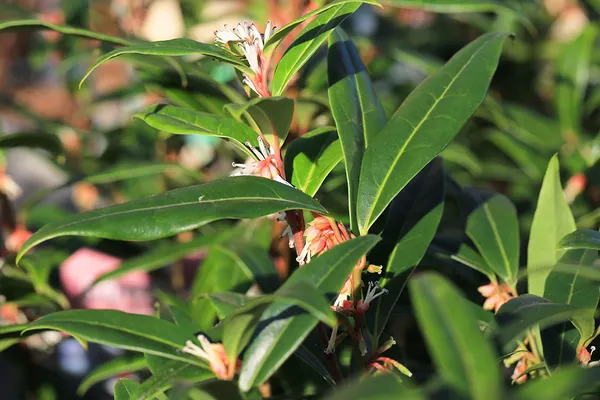 Mäusedorn (Sarcococca hookeriana Winter Gem)