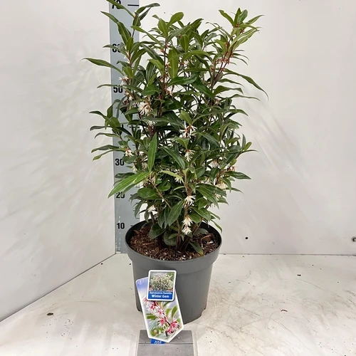 Mäusedorn (Sarcococca hookeriana Winter Gem)