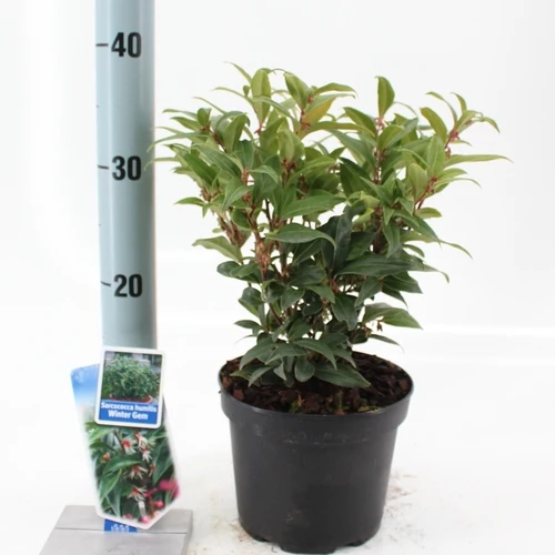Mäusedorn (Sarcococca hookeriana Winter Gem)