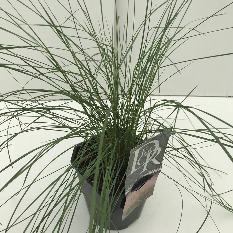 Muhlenbergia (Muhlenbergia 'Capillaris')