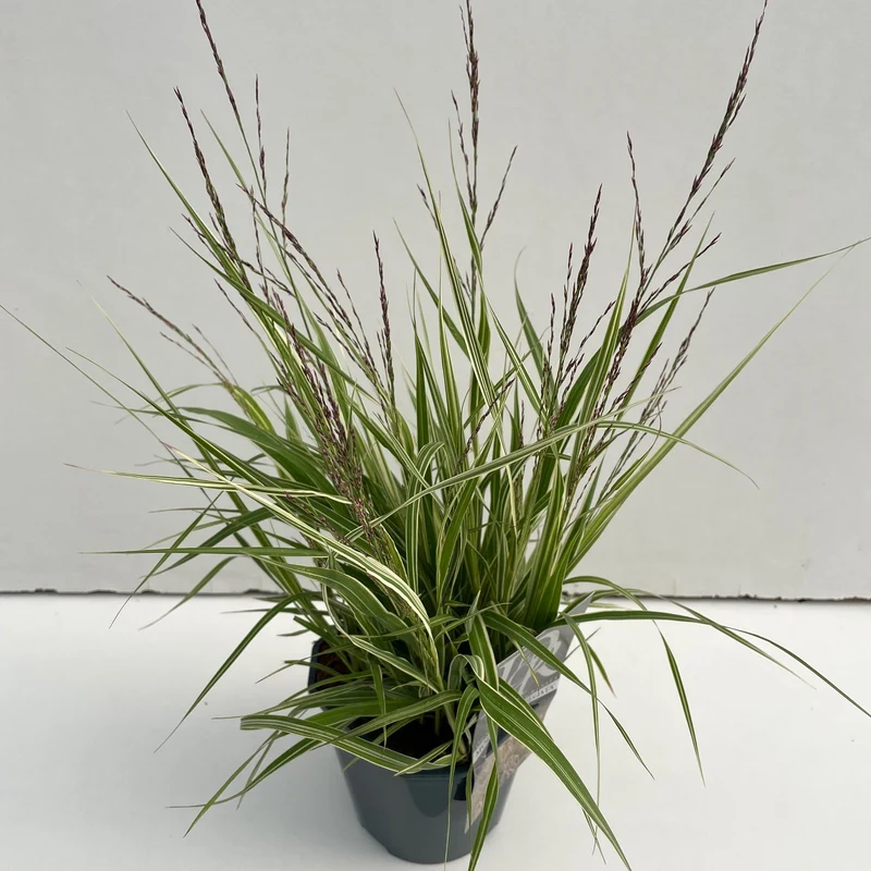 Pijpestrootje (Molinia 'Variegata')