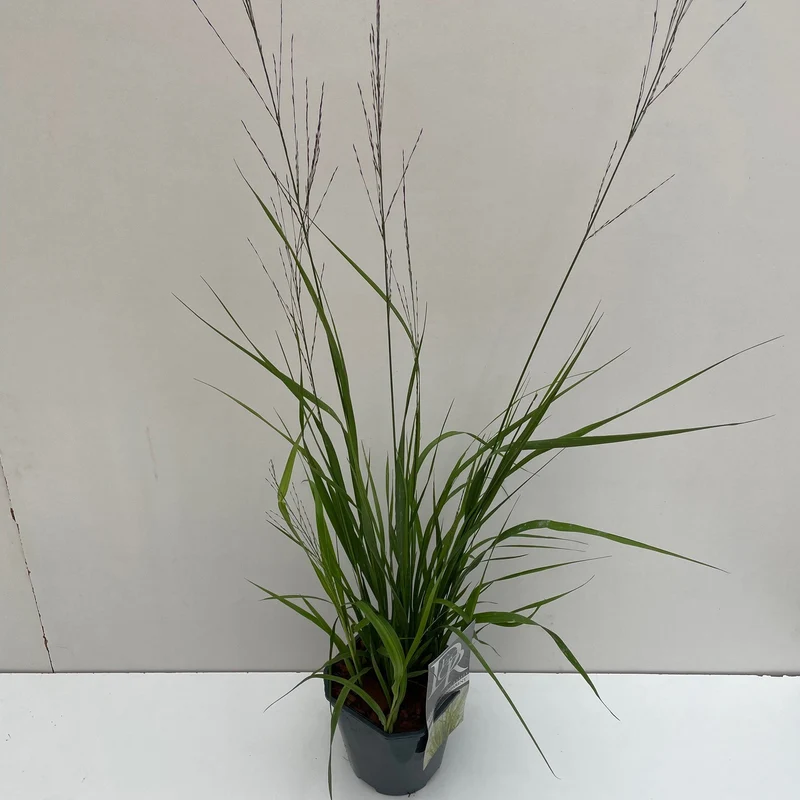 Pijpestrootje (Molinia 'Transparant')