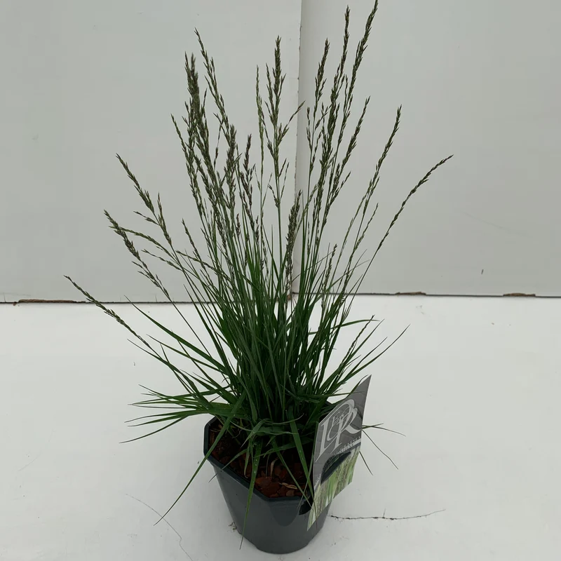 Pijpestrootje (Molinia 'Moorhexe')
