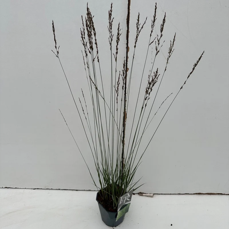 Pijpestrootje (Molinia 'Edith Dudszus')
