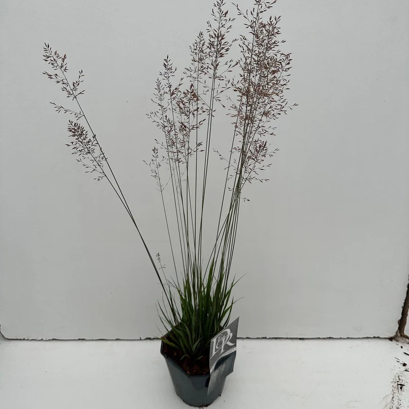 Pijpestrootje (Molinia 'Banshee')