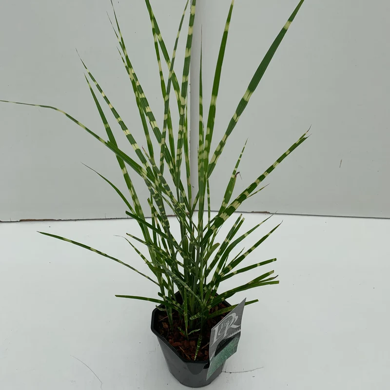 Prachtriet (Miscanthus 'Strictus')