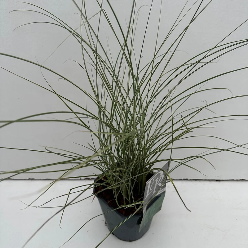 Prachtriet (Miscanthus 'Morning Light')