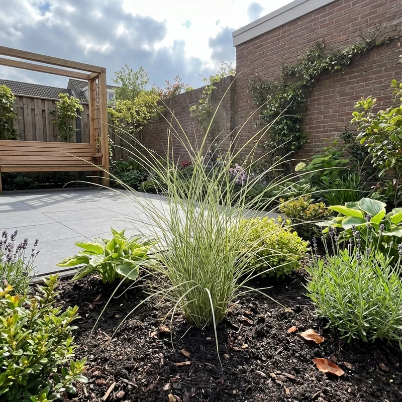 Prachtriet (Miscanthus 'Morning Light')