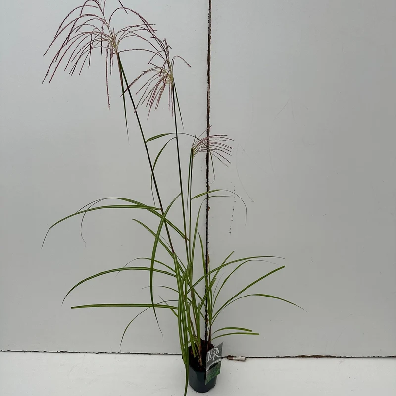 Prachtriet (Miscanthus 'Malepartus')