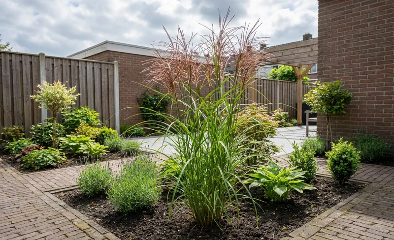 Prachtriet (Miscanthus 'Malepartus')